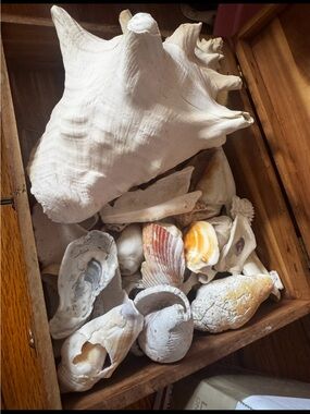 Wooden Box with Seashell Collection (from a world traveler)